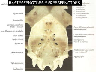 BASIESFENOIDES Y PREESFENOIDES

 