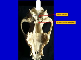 Parte basilar

Hueso basiesfenoides

 