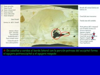  En caballos y cerdos el borde lateral con la porción petrosa del occipital forma
el agujero petrooccipital y el agujero rasgado

 