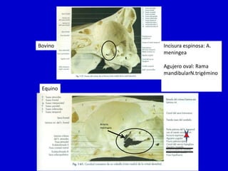 Bovino

Incisura espinosa: A.
meningea
Agujero oval: Rama
mandibularN.trigémino

Equino

Arteria
meningea

 