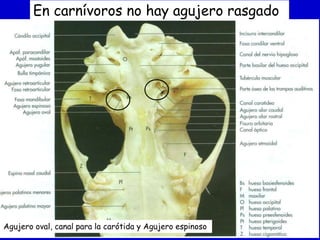 En carnívoros no hay agujero rasgado

Agujero oval, canal para la carótida y Agujero espinoso

 