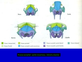 Hueso occipital : parte escamosa , lateral y basilar

 