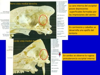 Perro vista medial derecha

La cara interna del occipital
posee depresiones
superficiales formadas por
las impresiones del vermis

En carnívoros y caballos se
desarrolla una apófis del
tentorio
Cerdo vista medial derecha

En cerdos se observa la rugosa
protuberancia occipital interna

 