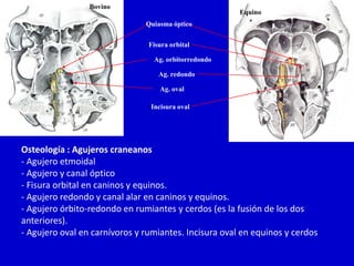 Bovino
Bovino

Equino

Quiasma óptico
Fisura orbital
Ag. orbitorredondo
Ag. redondo
Ag. oval
Incisura oval

Osteología : Agujeros craneanos
- Agujero etmoidal
- Agujero y canal óptico
- Fisura orbital en caninos y equinos.
- Agujero redondo y canal alar en caninos y equinos.
- Agujero órbito-redondo en rumiantes y cerdos (es la fusión de los dos
anteriores).
- Agujero oval en carnívoros y rumiantes. Incisura oval en equinos y cerdos

 