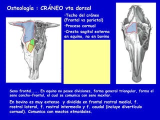 Osteología : CRÁNEO vta dorsal
•Techo del cráneo
(Frontal vs parietal)
•Proceso cornual
•Cresta sagital externa
en equino, no en bovino
•Agujero y surco
supraorbitario
•Sutura fronto-nasal.
• Frontal no articula
con maxilar
• Mayor extensión seno
frontal en bovino
(divertículo cornual)
Seno frontal..... En equino no posee divisiones, forma general triangular, forma el
seno concho-frontal, el cual se comunica con seno maxilar.

En bovino es muy extenso y dividido en frontal rostral medial, f.
rostral lateral, f. rostral intermedio y f. caudal (incluye divertículo
cornual). Comunica con meatos etmoidales.

 
