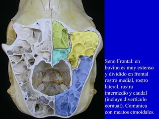 Seno Frontal: en
bovino es muy extenso
y dividido en frontal
rostro medial, rostro
lateral, rostro
intermedio y caudal
(incluye divertículo
cornual). Comunica
con meatos etmoidales.

 