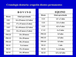 Cronología dentaria: erupción dientes permanentes
EQUINO

BOVINO
Diente

Edad aproximada

I 1/1

2,5 a 3 años

I 2/2

3,5 a 4 años

I 3/3

4,5 a 5 años

32 a 43 meses (3 años)

C 1/1

4 a 5 años

PM 2/2

24 a 28 meses

PM 2/2

2,5 años

PM 3/3

24 a 30 meses

PM 3/3

2,5 años

PM 4/4

28 a 34 meses

PM 4/4

3,5 años

M 1/1

5 a 6 meses

M 1/1

1 año

M 2/2

15 a 16 meses

M 2/2

2 a 2,5 años

M 3/3

24 a 48 meses

M 3/3

3,5 a 4,5 años

Diente

Edad aproximada

I 0/1

14 a 25 meses (1,5 años)

I 0/2

17 a 33 meses (2 años)

I 0/3

22 a 40 meses (2,5 años)

I 0/4

 