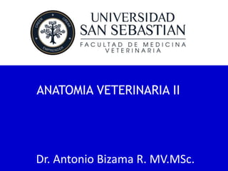 ANATOMIA VETERINARIA II

Dr. Antonio Bizama R. MV.MSc.

 