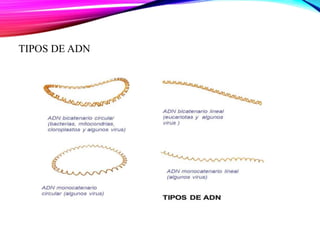 TIPOS DE ADN
 