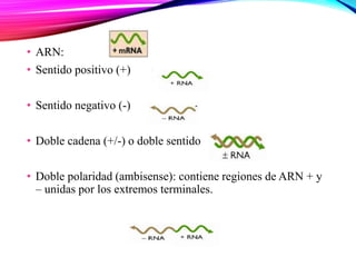• ARN:
• Sentido positivo (+)
• Sentido negativo (-)
• Doble cadena (+/-) o doble sentido
• Doble polaridad (ambisense): contiene regiones de ARN + y
– unidas por los extremos terminales.
 