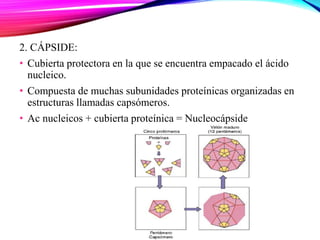 2. CÁPSIDE:
• Cubierta protectora en la que se encuentra empacado el ácido
nucleico.
• Compuesta de muchas subunidades proteínicas organizadas en
estructuras llamadas capsómeros.
• Ac nucleicos + cubierta proteínica = Nucleocápside
 