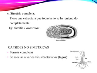 c. Simetría compleja:
Tiene una estructura que todavía no se ha entendido
completamente
Ej: familia Poxiviridae
CAPSIDES NO SIMETRICAS
• Formas complejas
• Se asocian a varios virus bacterianos (fagos)
 