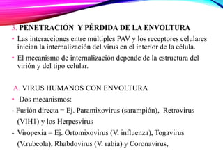 3. PENETRACIÓN Y PÉRDIDA DE LA ENVOLTURA
• Las interacciones entre múltiples PAV y los receptores celulares
inician la internalización del virus en el interior de la célula.
• El mecanismo de internalización depende de la estructura del
virión y del tipo celular.
A. VIRUS HUMANOS CON ENVOLTURA
• Dos mecanismos:
- Fusión directa = Ej. Paramixovirus (sarampión), Retrovirus
(VIH1) y los Herpesvirus
- Viropexia = Ej. Ortomixovirus (V. influenza), Togavirus
(V.rubeola), Rhabdovirus (V. rabia) y Coronavirus,
 