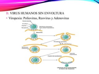 B. VIRUS HUMANOS SIN ENVOLTURA
• Viropexia: Poliovirus, Reovirus y Adenovirus
 