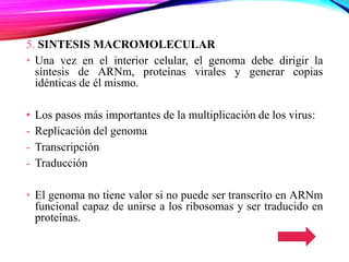 5. SINTESIS MACROMOLECULAR
• Una vez en el interior celular, el genoma debe dirigir la
síntesis de ARNm, proteínas virales y generar copias
idénticas de él mismo.
• Los pasos más importantes de la multiplicación de los virus:
- Replicación del genoma
- Transcripción
- Traducción
• El genoma no tiene valor si no puede ser transcrito en ARNm
funcional capaz de unirse a los ribosomas y ser traducido en
proteínas.
 