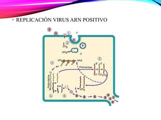 • REPLICACIÓN VIRUS ARN POSITIVO
 