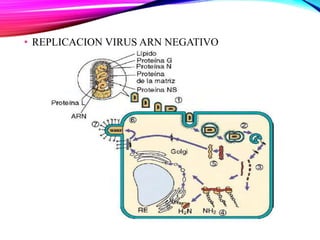 • REPLICACION VIRUS ARN NEGATIVO
 