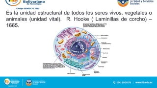 Es la unidad estructural de todos los seres vivos, vegetales o
animales (unidad vital). R. Hooke ( Laminillas de corcho) –
1665.
 