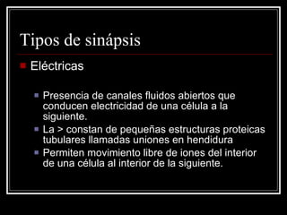 Tipos de sinápsis
   Eléctricas

       Presencia de canales fluidos abiertos que
        conducen electricidad de una célula a la
        siguiente.
       La > constan de pequeñas estructuras proteicas
        tubulares llamadas uniones en hendidura
       Permiten movimiento libre de iones del interior
        de una célula al interior de la siguiente.
 
