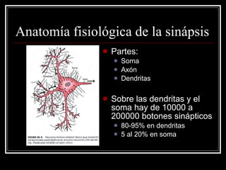 Anatomía fisiológica de la sinápsis
                  Partes:
                      Soma
                      Axón
                      Dendritas

                  Sobre las dendritas y el
                   soma hay de 10000 a
                   200000 botones sinápticos
                      80-95% en dendritas
                      5 al 20% en soma
 