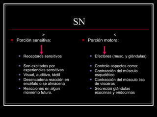 SN
                >                                    <
   Porción sensitiva:                  Porción motora:


        Receptores sensitivos              Efectores (musc. y glándulas)

        Son excitados por                  Controla aspectos como:
         experiencias sensitivas            Contracción del músculo
        Visual, auditiva, táctil            esquelético
        Desencadena reacción en            Contracción del músculo liso
         encéfalo o se almacena              de vísceras
        Reacciones en algún                Secreción glándulas
         momento futuro.                     exocrinas y endocrinas
 