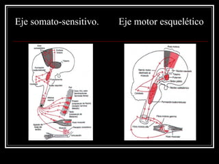 Eje somato-sensitivo.   Eje motor esquelético
 