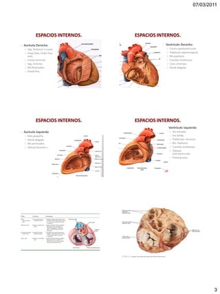 07/03/2011




         ESPACIOS INTERNOS.   ESPACIOS INTERNOS.
Aurícula Derecha:                         Ventrículo Derecho:
  Seg. Posterior V cavas.                   Cresta supraventricular.
  Fosal Oval, limbo fosa                    Trabécula septomarginal.
  oval.                                     Ms papilares.
  Cresta terminal.                          Cuerdas tendinosas.
  Seg. Anterior.                            Cono arterioso.
  Ms Pectinados.                            Pared delgada.
  Pared fina.




         ESPACIOS INTERNOS.   ESPACIOS INTERNOS.
                                            Ventrículo Izquierdo:
Aurícula Izquierda:                           Vía entrada.
  Más pequeña.                                Vía Salida.
  Pared delgada.                              Trabéculas carnosas.
  Ms pectinados.                              Ms. Papilares.
  Válvula foramen oval.                       Cuerdas tendinosas.
                                              Tabique
                                              interventricular.
                                              Pared gruesa.




                                                                       3
 