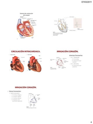 07/03/2011




                             Sistema de conducción
                                   del corazón




         CIRCULACIÓN INTRACARDIACA.                  IRRIGACIÓN CORAZÓN.
        Izquierdo.                       Derecho.
                                                                Arterias Coronarias:
                                                                  A. C. Izquierda:
                                                                    R. Circunfleja.
                                                                    R. Interventricular
                                                                    anterior.
                                                                  A. C. Derecha:
                                                                    R. Interventricular
                                                                    posterior.




                   IRRIGACIÓN CORAZÓN.
•   Venas Coronarias:
    •   Seno coronario:
          •   V. Cardiaca Magna.
          •   V. Cardiaca Media.
          •   V. Cardiaca Menor.
          •   V. Posterior del
              ventrículo izquierdo.




                                                                                                  4
 