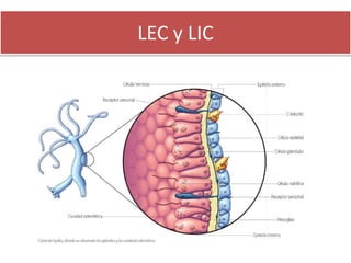 LEC y LIC
 