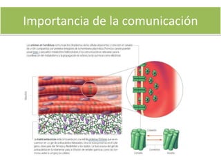 Importancia de la comunicación
 