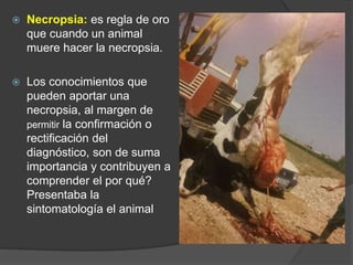  Necropsia: es regla de oro
que cuando un animal
muere hacer la necropsia.
 Los conocimientos que
pueden aportar una
necropsia, al margen de
permitir la confirmación o
rectificación del
diagnóstico, son de suma
importancia y contribuyen a
comprender el por qué?
Presentaba la
sintomatología el animal
 