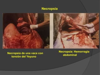 Necropsia de una vaca con
torsión del Yeyuno
Necropsia: Hemorragia
abdominal
Necropsia
 