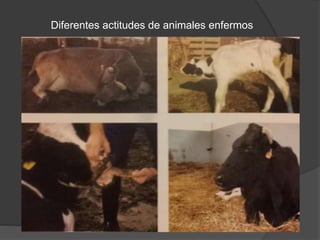 Diferentes actitudes de animales enfermos
 