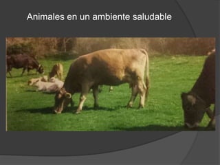 Animales en un ambiente saludable
 