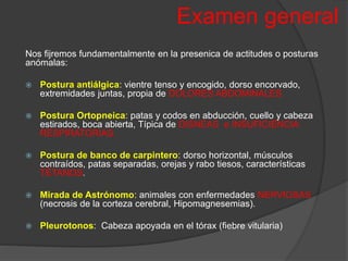 Examen general
Nos fijremos fundamentalmente en la presenica de actitudes o posturas
anómalas:
 Postura antiálgica: vientre tenso y encogido, dorso encorvado,
extremidades juntas, propia de DOLORES ABDOMINALES
 Postura Ortopneica: patas y codos en abducción, cuello y cabeza
estirados, boca abierta, Típica de DISNEAS e INSUFICIENCIA
RESPIRATORIAS.
 Postura de banco de carpintero: dorso horizontal, músculos
contraídos, patas separadas, orejas y rabo tiesos, características
TÉTANOS.
 Mirada de Astrónomo: animales con enfermedades NERVIOSAS
(necrosis de la corteza cerebral, Hipomagnesemias).
 Pleurotonos: Cabeza apoyada en el tórax (fiebre vitularia)
 