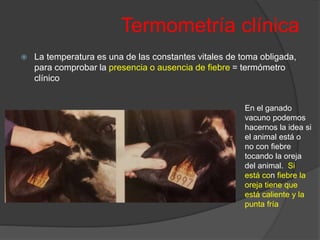 Termometría clínica
 La temperatura es una de las constantes vitales de toma obligada,
para comprobar la presencia o ausencia de fiebre = termómetro
clínico
En el ganado
vacuno podemos
hacernos la idea si
el animal está o
no con fiebre
tocando la oreja
del animal. Si
está con fiebre la
oreja tiene que
está caliente y la
punta fría
 