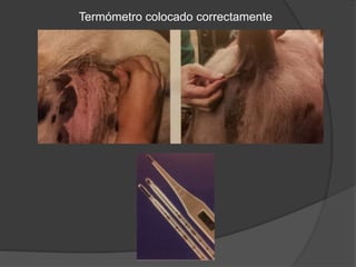 Termómetro colocado correctamente
 