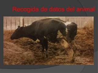 Recogida de datos del animal
 