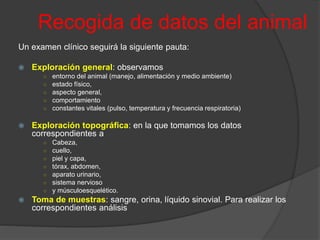 Recogida de datos del animal
Un examen clínico seguirá la siguiente pauta:
 Exploración general: observamos
○ entorno del animal (manejo, alimentación y medio ambiente)
○ estado físico,
○ aspecto general,
○ comportamiento
○ constantes vitales (pulso, temperatura y frecuencia respiratoria)
 Exploración topográfica: en la que tomamos los datos
correspondientes a
○ Cabeza,
○ cuello,
○ piel y capa,
○ tórax, abdomen,
○ aparato urinario,
○ sistema nervioso
○ y músculoesquelético.
 Toma de muestras: sangre, orina, líquido sinovial. Para realizar los
correspondientes análisis
 