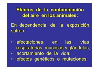 Efectos de la contaminación 
del aire en los animales: 
En dependencia de la exposición, 
sufren: 
• afectaciones en las vías 
respiratorias, mucosas y glándulas; 
• acortamiento de la vida; 
• efectos genéticos o mutaciones. 
 