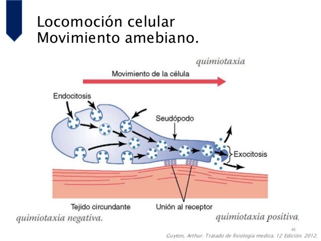 Resultado de imagen para movimiento amebiano