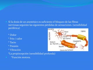  Si la dosis de un anestésico es suficiente el bloqueo de las fibras
nerviosas seguirán las siguientes pérdidas de sensaciones. (sensibilidad
periférica)
* Dolor
* Frío / calor
* Tacto
* Presión
* Vibración
*La propiocepción (sensibilidad profunda)
 *Función motora.
 
