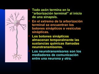 Tipos de neuronas
Las neuronas se clasifican según
varios criterios:
 Neuronas unipolares, bipolares y
multipolares.
 Ne...