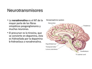 Clase 2. neurotrasmisores Neuropsicologia
