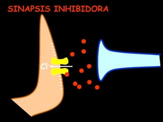 Potenciales Inhibitorios ( PPSI)
 Son generados por una hiperpolarización de
la membrana celular de la neurona
postsinápt...