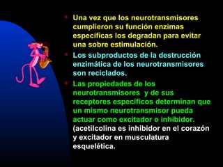 Médula espinal
Músculo flexor
Músculo
extensor
Sinapsis
excitadoras
Sinapsis
inhibidora
Fibra nerviosa
sensorial
REFLEJO D...