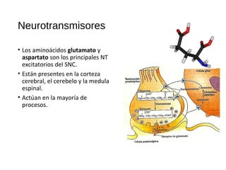 Neurotransmisores
• La acetilcolina ejerce múltiples
funciones.
• La principal función es la
contracción muscular, esta es...