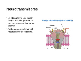 Neurotransmisores
• La dopamina es el NT de algunas fibras nerviosas periféricas y de
muchas neuronas centrales.
• El amin...