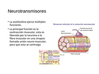 Neurotransmisores
El circuito cingulado anterior o meso-
límbico
•Transmite dopamina desde el área
ventral tegmental (VTA)...