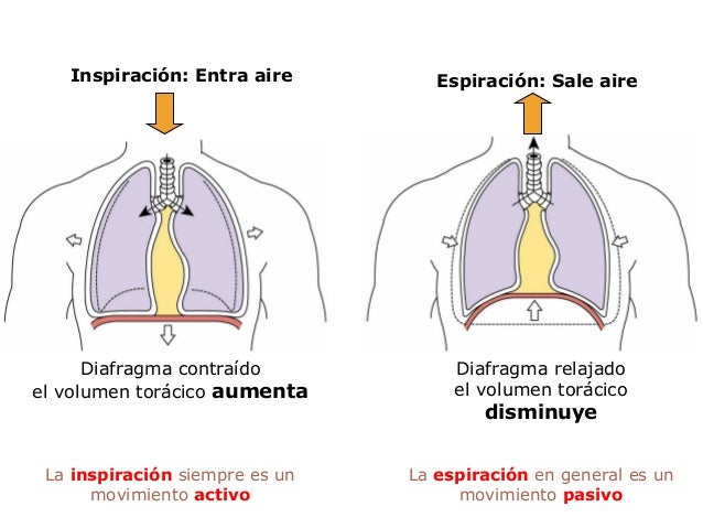 Resultado de imagen de inspiraciÃ³n respiratoria